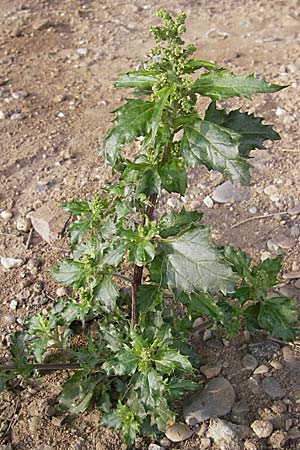 Chenopodium murale \ Mauer-Gnsefu / Nettle-Leaf Goosefoot, D Mannheim 3.11.2008