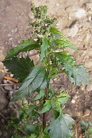 Chenopodium murale \ Mauer-Gnsefu / Nettle-Leaf Goosefoot, D Mannheim 3.11.2008