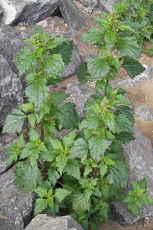 Chenopodium murale \ Mauer-Gnsefu / Nettle-Leaf Goosefoot, D Mannheim 3.11.2008