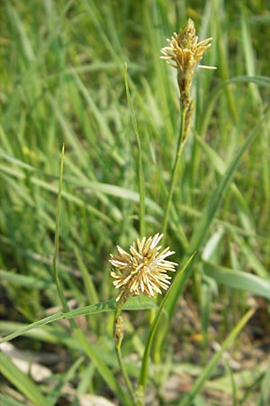 Carex hirta \ Behaarte Segge / Hairy Sedge, D Wörth-Büchelberg 1.5.2009