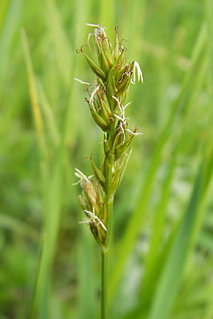 Carex polyphylla \ Unterbrochenhrige Segge, D Lampertheim 1.5.2009