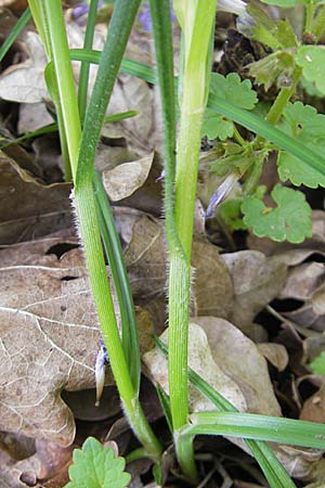 Carex hirta \ Behaarte Segge / Hairy Sedge, D Lampertheim 1.5.2009