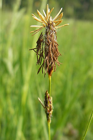 Carex hirta \ Behaarte Segge / Hairy Sedge, D Lampertheim 3.5.2009