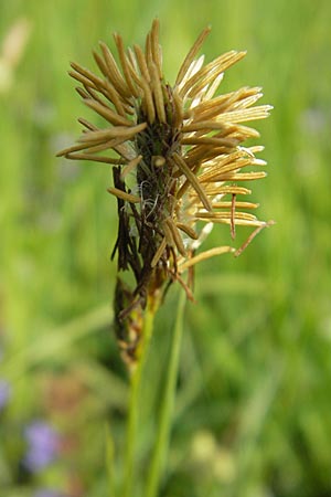 Carex hirta \ Behaarte Segge / Hairy Sedge, D Lampertheim 3.5.2009