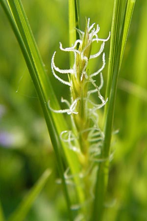 Carex hirta \ Behaarte Segge / Hairy Sedge, D Lampertheim 3.5.2009