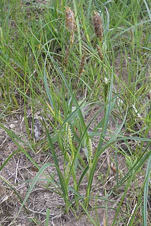 Carex hirta \ Behaarte Segge / Hairy Sedge, D Viernheim 4.5.2009