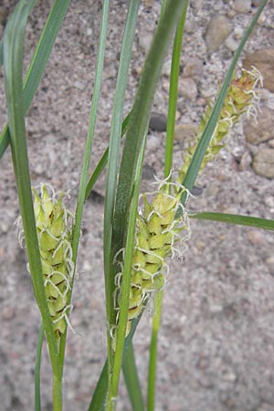 Carex hirta \ Behaarte Segge / Hairy Sedge, D Mannheim 6.5.2009