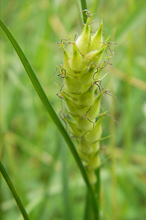 Carex hirta \ Behaarte Segge / Hairy Sedge, D Lampertheim 16.5.2009