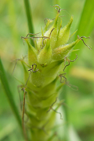 Carex hirta \ Behaarte Segge / Hairy Sedge, D Lampertheim 16.5.2009