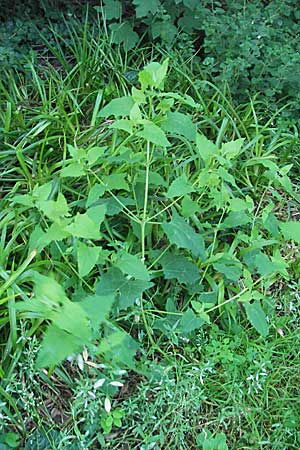 Atriplex prostrata / Spear-Leaved Orache, D Weinheim an der Bergstraße 23.7.2009