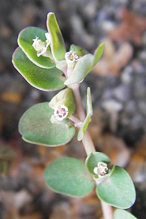 Chamaesyce serpens \ Geschlngelte Wolfsmilch / Matted Sandmat, Creeping Spurge, D Heidelberg 30.7.2009