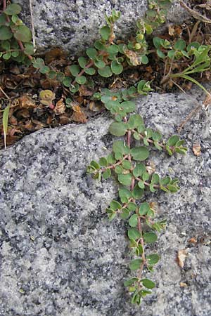 Chamaesyce serpens \ Geschlngelte Wolfsmilch / Matted Sandmat, Creeping Spurge, D Heidelberg 30.7.2009