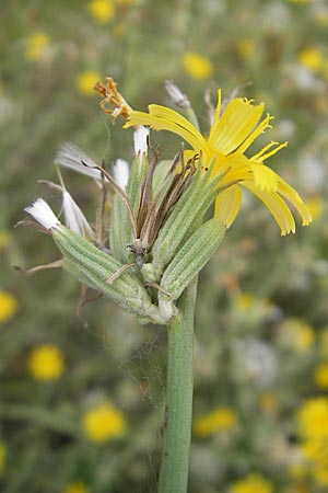 Chondrilla juncea \ Binsen-Knorpellattich, Groer Knorpellattich, D Karlsruhe 29.8.2009