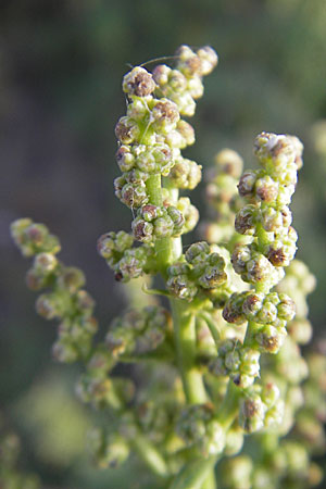 Chenopodium rhombifolium \ Sgeblttriger Gnsefu / Serrate-Leaved Goosefoot, D Mannheim 11.9.2009