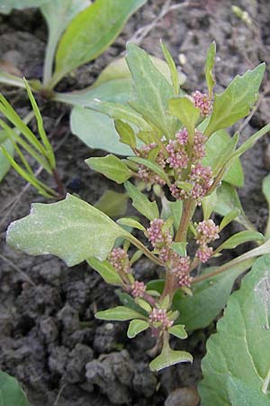 Chenopodium chenopodioides \ Dickblatt-Gnsefu, Salz-Rot-Gnsefu / Low Goosefoot, D Groß-Gerau 21.10.2009