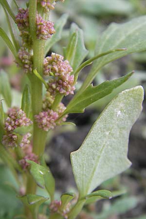 Chenopodium chenopodioides \ Dickblatt-Gnsefu, Salz-Rot-Gnsefu / Low Goosefoot, D Groß-Gerau 21.10.2009