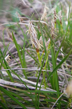 Carex humilis \ Erd-Segge, Niedrige Segge / Dwarf Sedge, D Karlstadt 1.5.2010