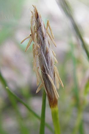 Carex humilis \ Erd-Segge, Niedrige Segge / Dwarf Sedge, D Karlstadt 1.5.2010