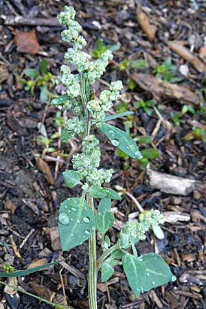 Chenopodium vulvaria / Stinking Goosefoot, Notchweed, D Botan. Gar.  Universit.  Mainz 13.9.2008