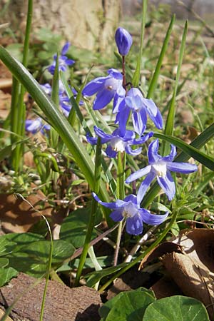 Scilla sardensis \ Sardes-Schneeglanz, Dunkle Sternhyazinthe / Sardes Glory of the Snow, D Mannheim 20.3.2011