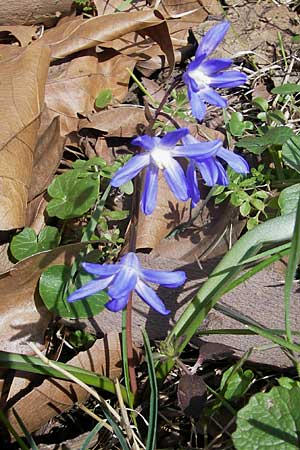 Scilla sardensis \ Sardes-Schneeglanz, Dunkle Sternhyazinthe / Sardes Glory of the Snow, D Mannheim 20.3.2011