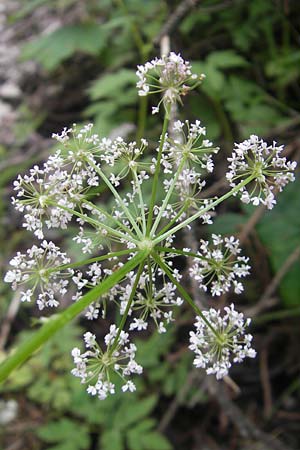 Chaerophyllum hirsutum \ Berg-Klberkropf / Hairy Chervil, D Berchtesgaden 20.6.2011