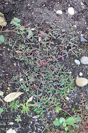 Chamaesyce maculata \ Gefleckte Wolfsmilch / Spotted Spurge, Spotted Sandmat, D Ludwigshafen 19.10.2011