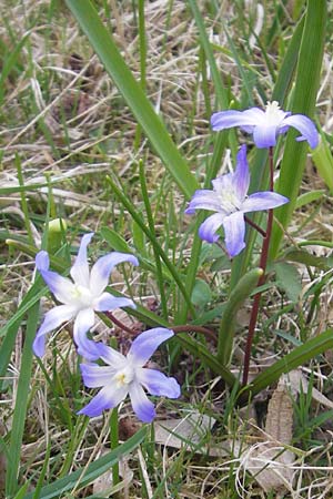 Scilla luciliae x siehei \ Hybrid-Sternhyazinthe / Hybrid Squill, D Ludwigshafen 29.3.2012