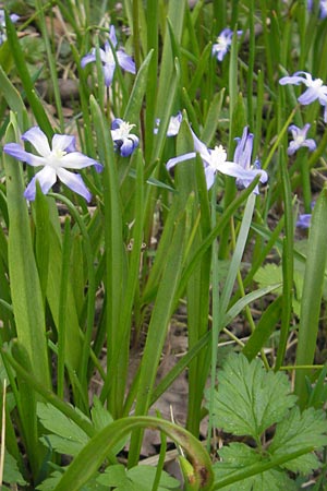 Scilla luciliae x siehei \ Hybrid-Sternhyazinthe / Hybrid Squill, D Ludwigshafen 29.3.2012