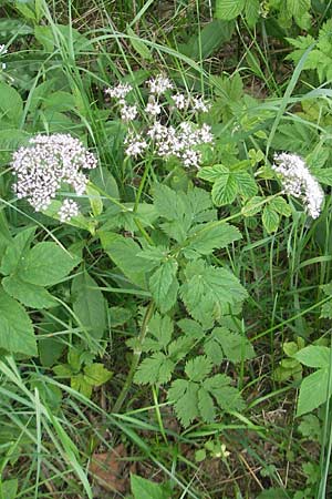 Chaerophyllum hirsutum \ Berg-Klberkropf / Hairy Chervil, D Vogelsberg, Ulrichstein 30.5.2012