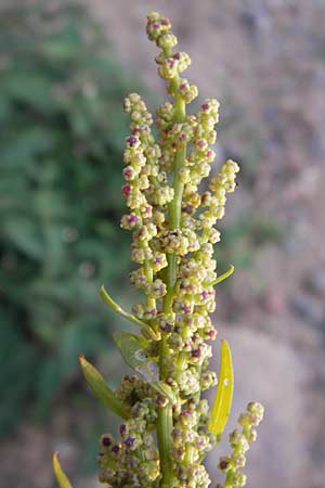 Chenopodium rhombifolium \ Sgeblttriger Gnsefu, D Heidelberg 2.10.2012