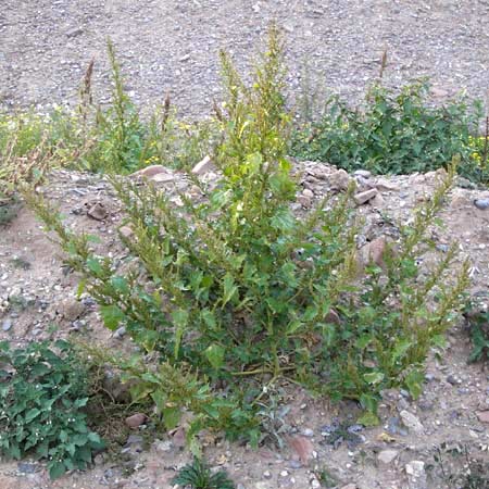 Chenopodium rhombifolium / Serrate-Leaved Goosefoot, D Heidelberg 2.10.2012