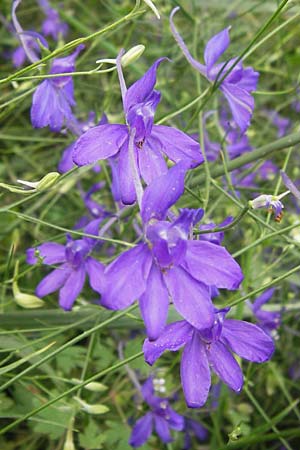 Delphinium ajacis \ Garten-Rittersporn / Larkspur, D Mannheim 20.6.2013