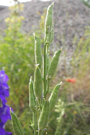 Delphinium ajacis \ Garten-Rittersporn / Larkspur, D Mannheim 20.6.2013