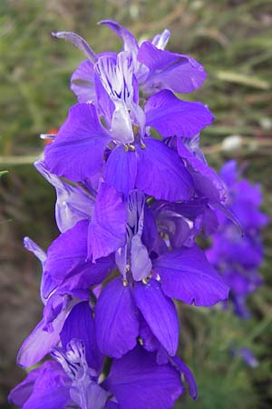 Delphinium ajacis / Larkspur, D Mannheim 20.6.2013