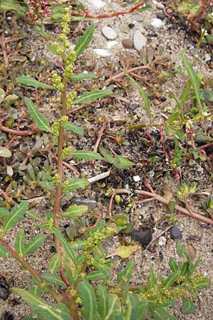 Chenopodium glaucum \ Blaugrner Gnsefu / Oak-Leaved Goosefoot, Glaucous Goosefoot, D Mannheim 15.9.2013