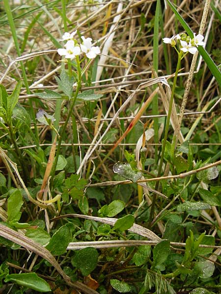 Arabidopsis halleri \ Hallers Schaumkresse / Haller's Rock-Cress, D Warburg 26.4.2014