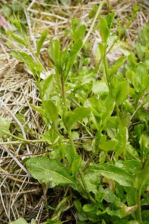 Arabidopsis halleri \ Hallers Schaumkresse / Haller's Rock-Cress, D Warburg 26.4.2014