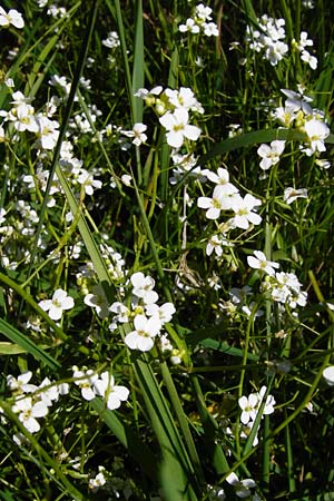 Arabidopsis halleri \ Hallers Schaumkresse / Haller's Rock-Cress, D Warburg 31.5.2014