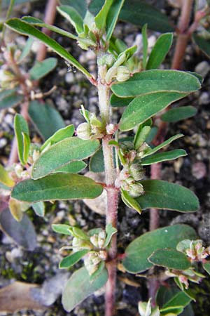 Chamaesyce maculata \ Gefleckte Wolfsmilch / Spotted Spurge, Spotted Sandmat, D Ludwigshafen 19.10.2011