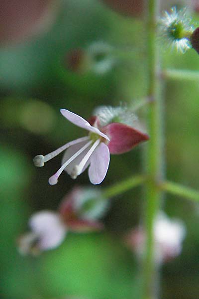 Circaea glabrescens ? \ Rosa Hexenkraut / Pink Enchanter's Nightshade, D Mannheim 24.7.2006