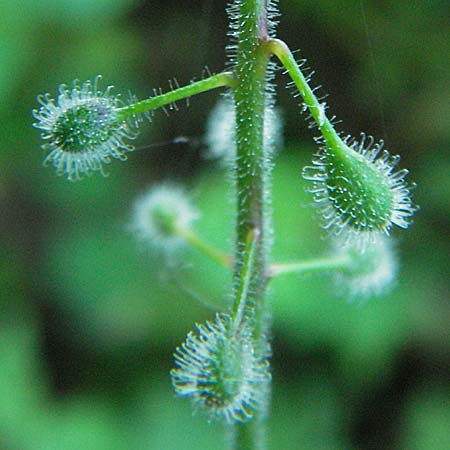 Circaea glabrescens ? \ Rosa Hexenkraut / Pink Enchanter's Nightshade, D Mannheim 24.7.2006