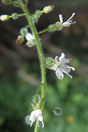 Circaea lutetiana \ Gewhnliches Hexenkraut, Groes Hexenkraut / Enchanter's Nightshade, D Mörfelden 29.7.2006