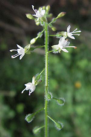 Circaea lutetiana \ Gewhnliches Hexenkraut, Groes Hexenkraut / Enchanter's Nightshade, D Mörfelden 29.7.2006