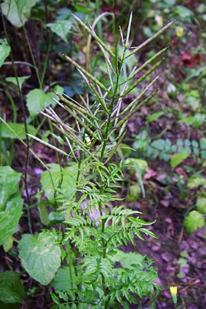 Cardamine impatiens / Narrow-Leaved Bitter-Cress, D Dhaun 16.6.2008