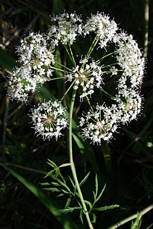 Cicuta virosa \ Wasser-Schierling, D Leimersheim 10.7.2008