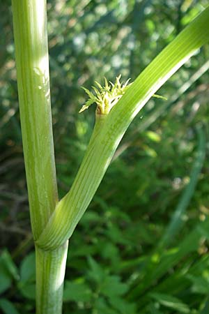 Cicuta virosa \ Wasser-Schierling, D Leimersheim 10.7.2008