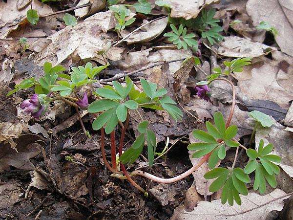 Corydalis intermedia \ Mittlerer Lerchensporn / Intermediate Corydalis, D Königstein-Falkenstein 3.4.2010