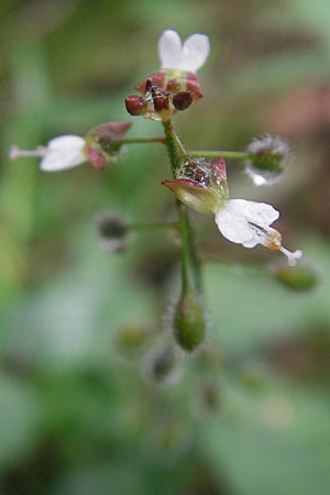 Circaea x intermedia \ Mittleres Hexenkraut / Upland Enchanter's Nightshade, D Odenwald, Neckargemünd-Mückenloch 13.9.2010