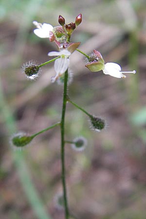 Circaea x intermedia \ Mittleres Hexenkraut / Upland Enchanter's Nightshade, D Odenwald, Neckargemünd-Mückenloch 13.9.2010